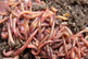 Composting worms